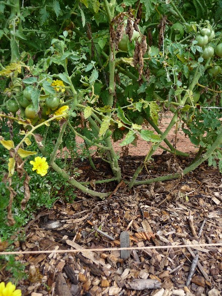Web 2014-07-07-19 Heirloom Tomato Unscreened Compost 110.jpg